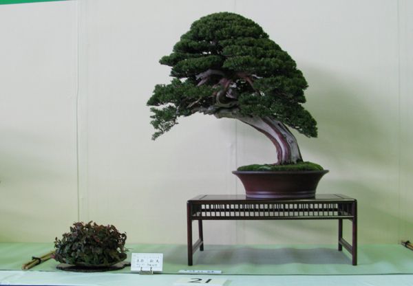 Centro bonsai tenerife en JAPÓN - Página 24 119bn