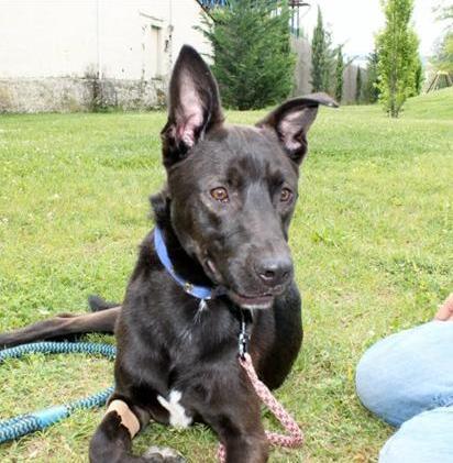 Macho, cruce de Labrador, 1 año (Kini) Kinim