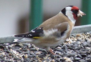 Carduelis carduelis balcanica- Balkanski štiglić - Page 4 59529023