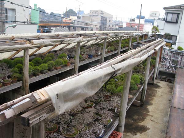 Centro bonsai tenerife en JAPÓN 2009-2010, IIª Parte - Página 39 59119952