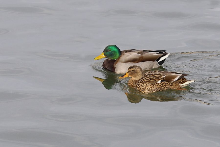 Couple de colverts en vol    ( Maj+1 ) 2001900