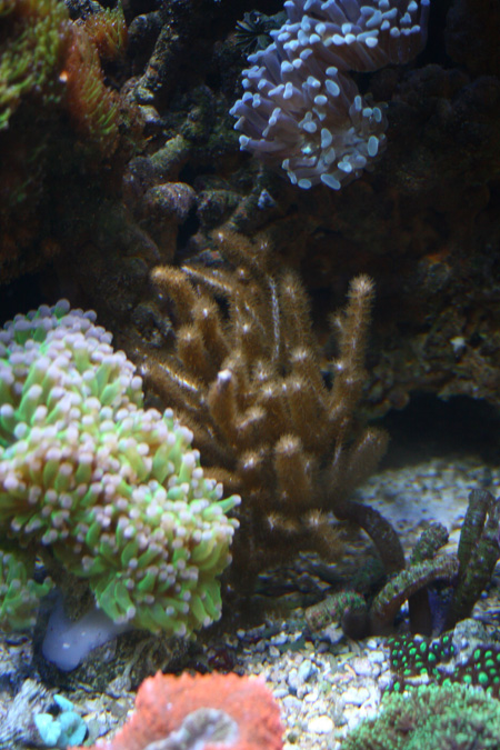 boutures de coraux Img3892m