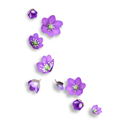 Flores lilas 5xlh