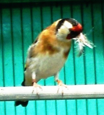 Stiglic (carduelis carduelis) - Page 2 96638228