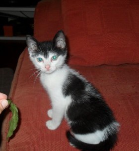 GATOS: Macho, común, 2 meses (Tolo) Sam1859y