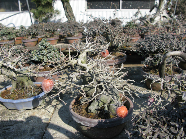 Centro bonsai tenerife en JAPÓN - Página 22 91223038