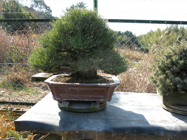 Centro bonsai tenerife en JAPÓN - Página 20 37740908