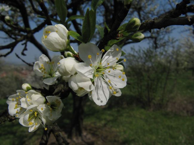 Vergers en Lorraine Fleursmirabelles2