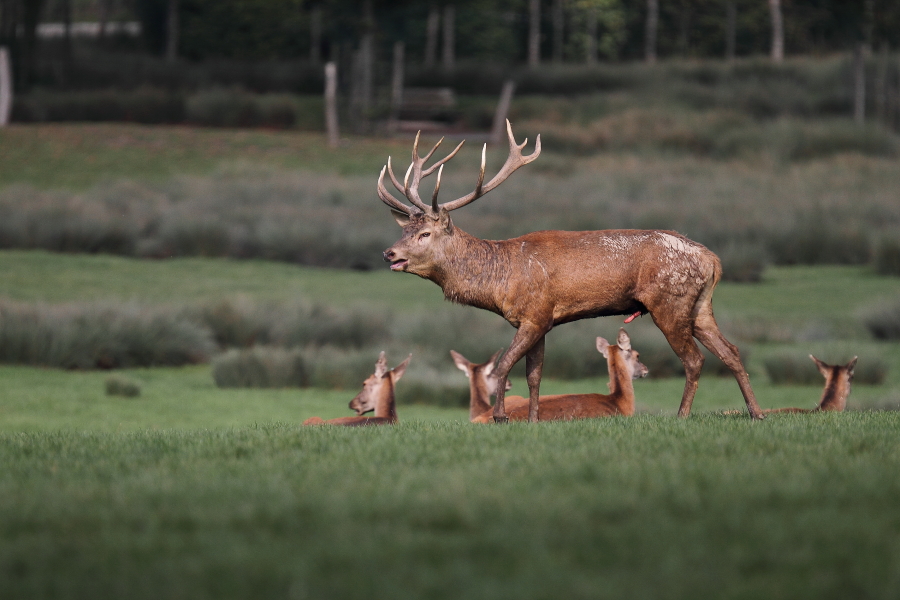 Le brame du cerf  +2 4921900