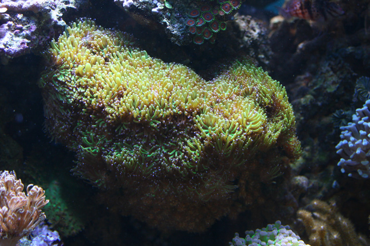 boutures de coraux Img3893n
