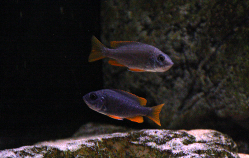 Copadichromis borleyi "Red fin"  Kadango. - Page 2 Img1322v