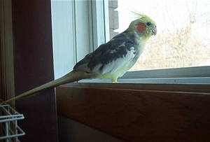 (15 mai 2010) Perdu cockatiel à Vimont/Laval Gripetteoupepette