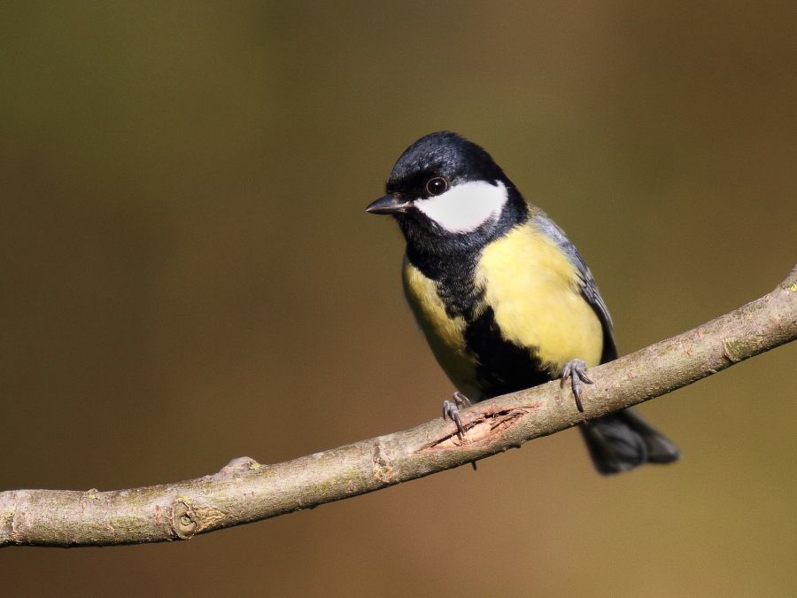 Mésange charbonnière 0292900