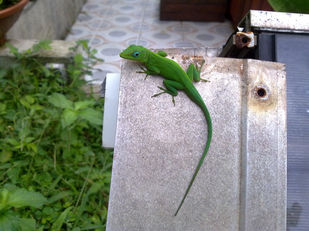 De retour de Guadeloupe, j'ai vu plein de belles choses, même des montres... 06112010715