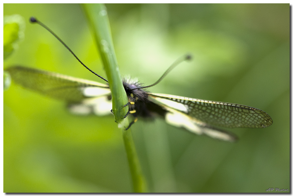 Sortie Anniversaire Macro Sud 2013 - Page 26 I7p8