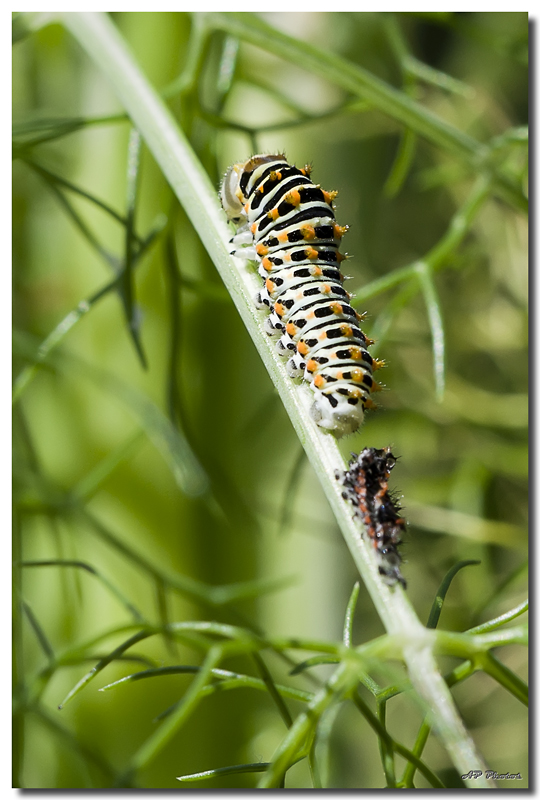 Sortie Anniversaire Macro Sud 2013 - Page 23 025chenilleetsamueap167