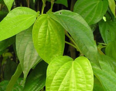 Betel leaf sickness Latrau