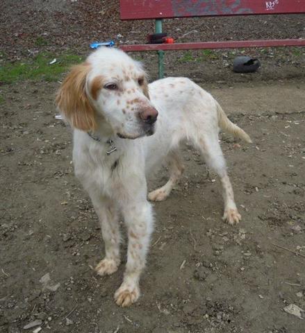 Hembra, cruce de Setter, 6 años (Neska) Neska1