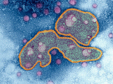 suisse - Actualités Pandémies - Grippe aviaire - Grippe porcine - Page 12 Temavianvirusinfluenzan