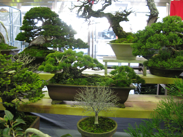 Centro bonsai tenerife en JAPÓN - Página 31 10713896