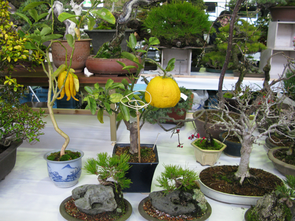 Centro bonsai tenerife en JAPÓN - Página 32 89037615