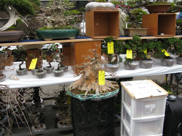 Centro bonsai tenerife en JAPÓN 2009-2010, IIª Parte - Página 20 116h