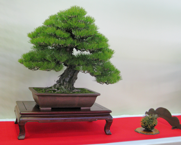 Centro bonsai tenerife en JAPÓN - Página 30 57209472