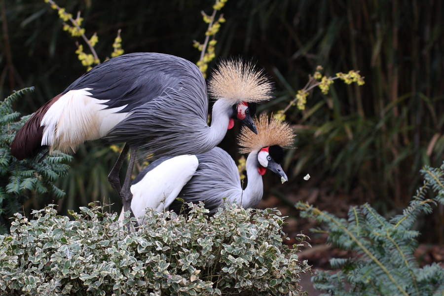 L' oiseau en petard    maj +1 1842900