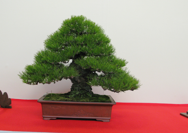 Centro bonsai tenerife en JAPÓN - Página 30 85111496