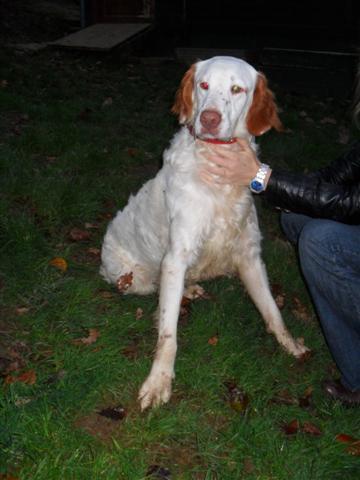 Macho, Setter, 2 años (Bat) Batp