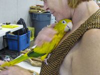 Baby Golden Conure 052lb.th