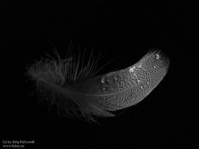 ...Feather... - Page 3 22717b61c2d0c79180f3548