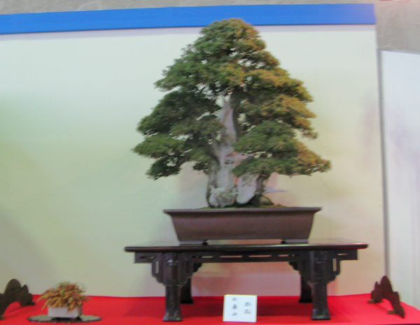 Centro bonsai tenerife en JAPÓN - Página 30 89628326