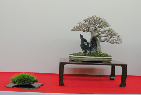 Centro bonsai tenerife en JAPÓN - Página 30 86380368