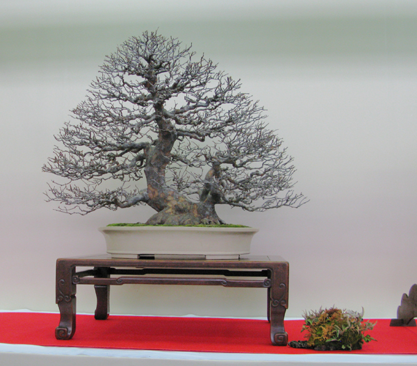 Centro bonsai tenerife en JAPÓN - Página 31 56335425