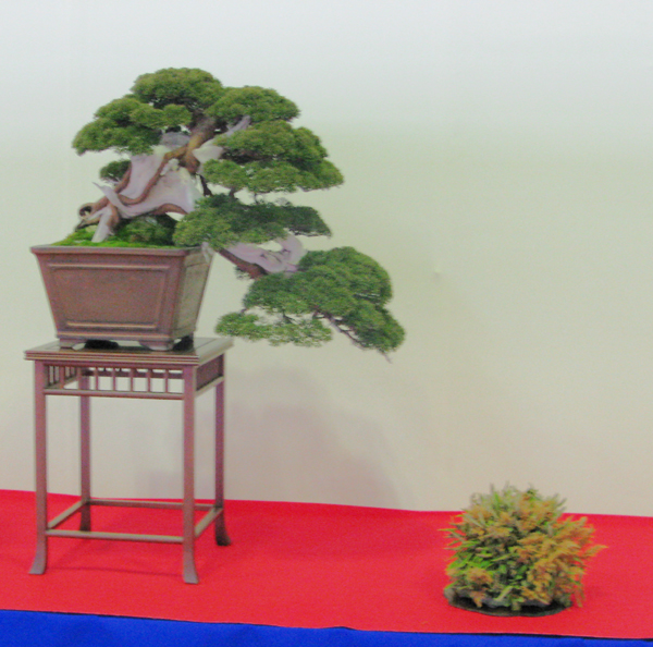Centro bonsai tenerife en JAPÓN - Página 30 76944796
