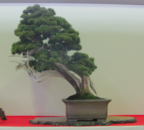 Centro bonsai tenerife en JAPÓN - Página 31 67177474