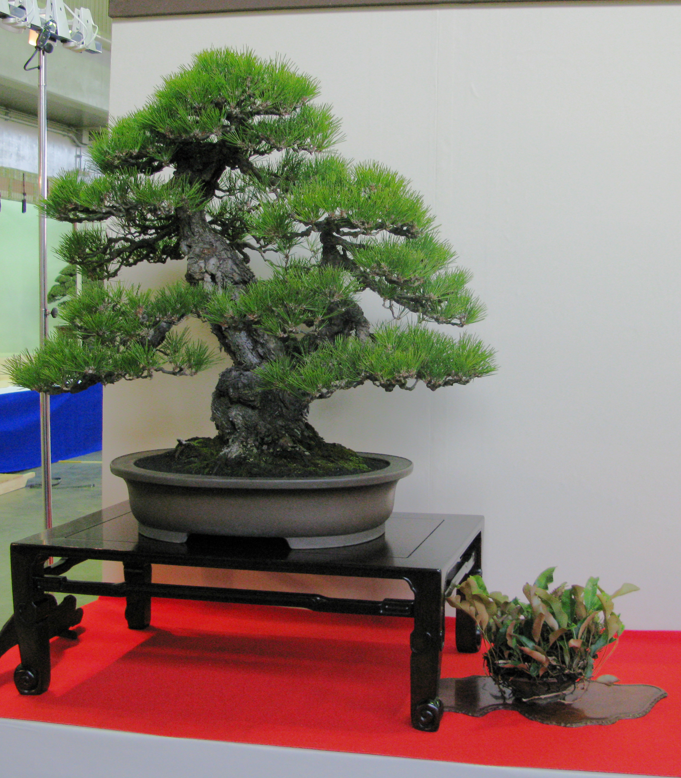 Centro bonsai tenerife en JAPÓN - Página 30 71751650