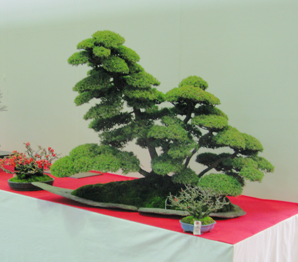 Centro bonsai tenerife en JAPÓN - Página 31 42140210