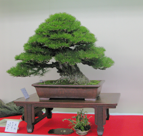 Centro bonsai tenerife en JAPÓN - Página 31 23273941