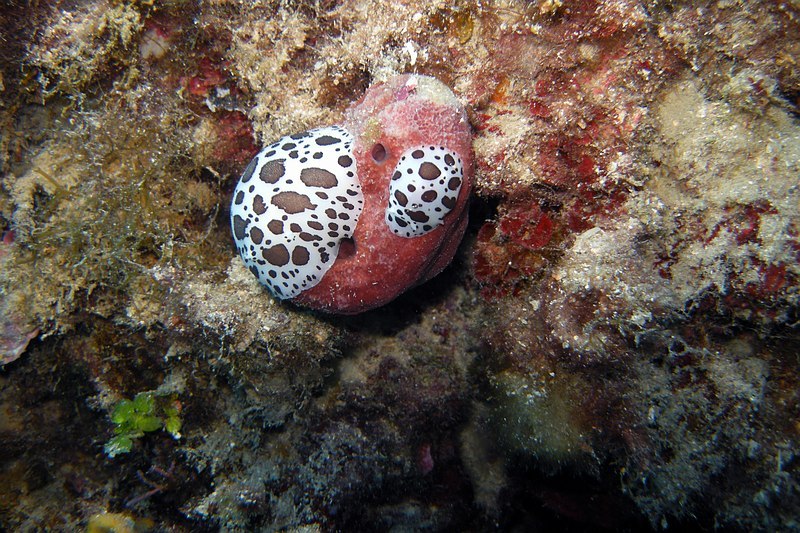 Pointe Cap Martin 09152011pointecapmartin