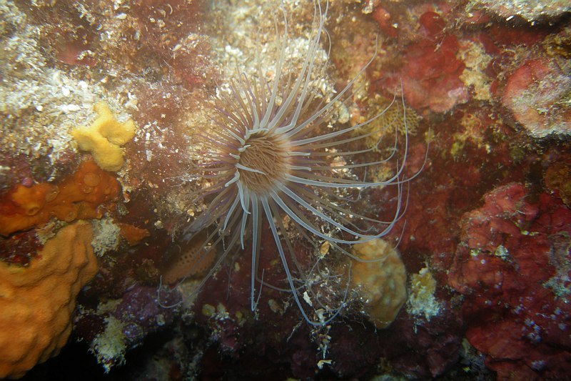 Pointe Cap Martin 09152011pointecapmartin