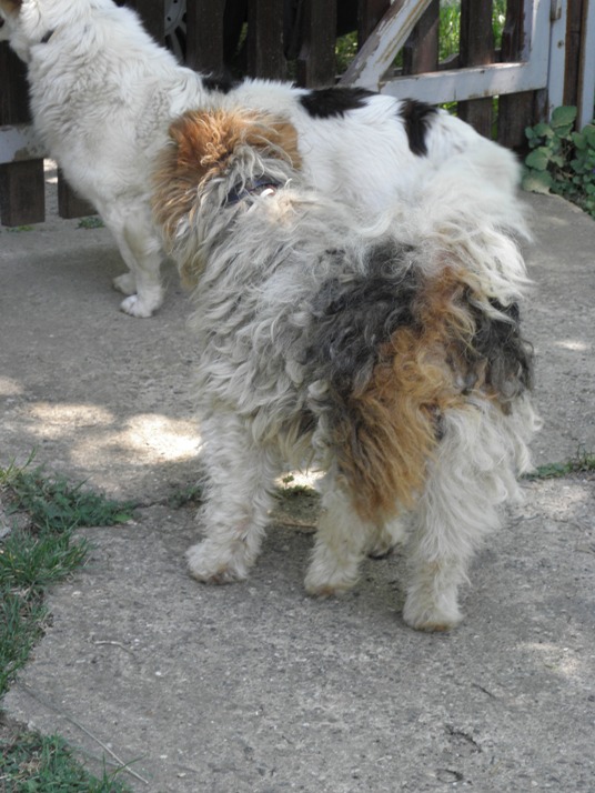 SHERLOCK - fox terrier 3/4 ans - handicapé - (Asso Mukitza Serbie) - refuge de Chateau d'olonne (85) Sherlok8