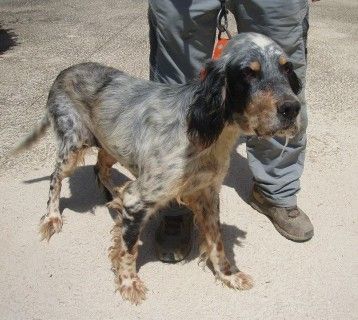 ADOPTADA: Hembra, Setter, 10 años (Katy) Katysi