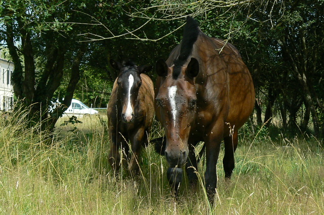 2010 - Abendao de Moïta P1270937