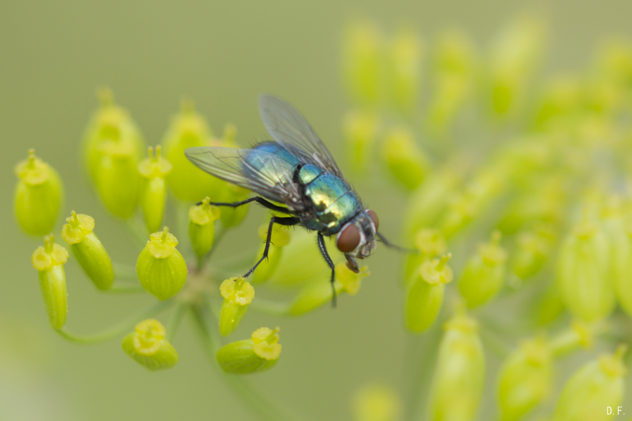 Insectes - réserve de la Dranse (74) X4lw