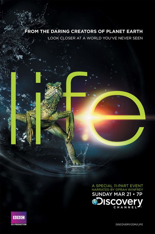 Discovery Channel Life S 01 DVDRip F1c4