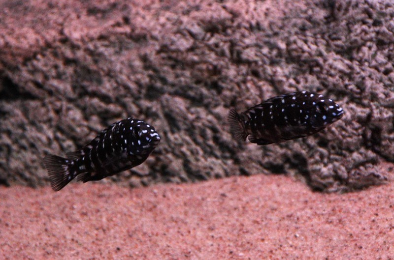 Mixed tropeus tank. Dubmaswa2