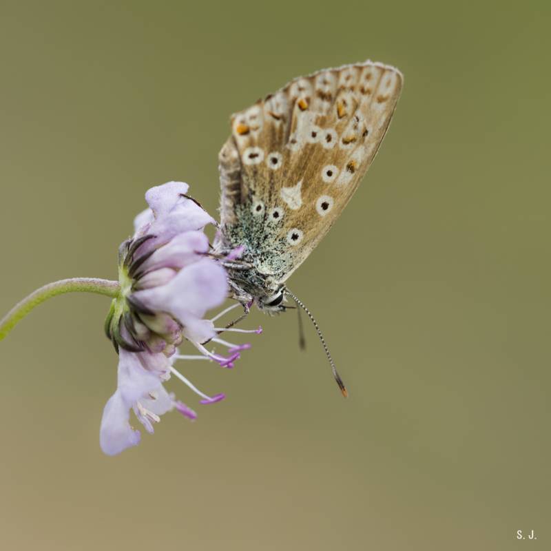 Les frères Sigma photographient des papillons Re2g