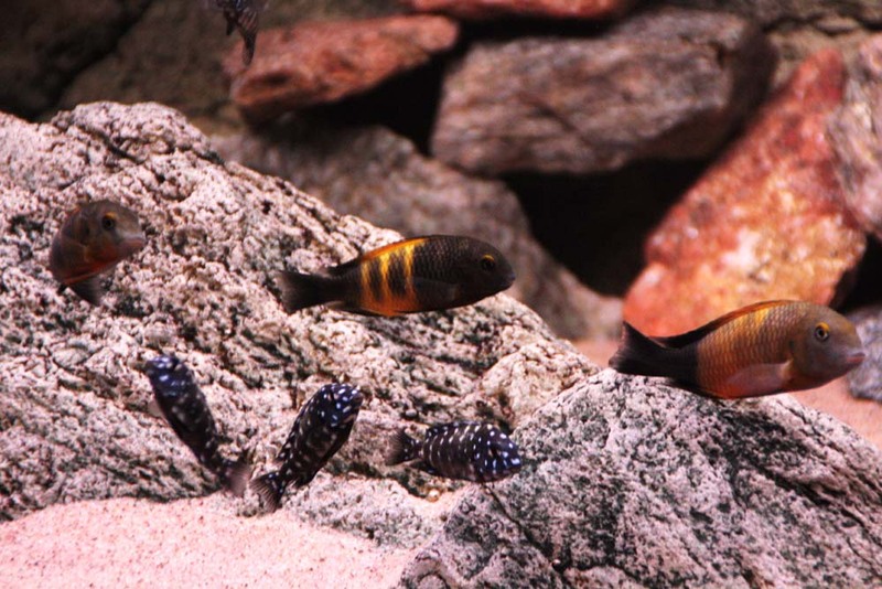 Mixed tropeus tank. Tropheus3